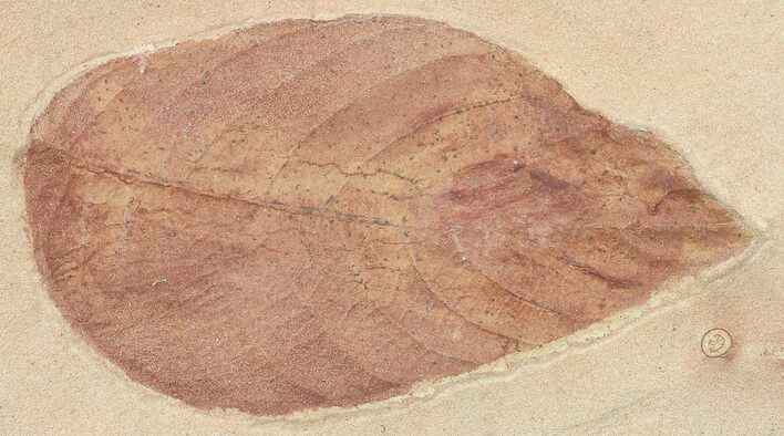 Red Fossil Leaf (Fraxinus) - Montana #68272